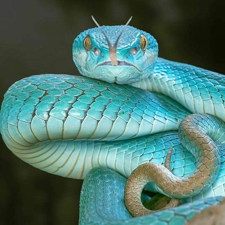 snake