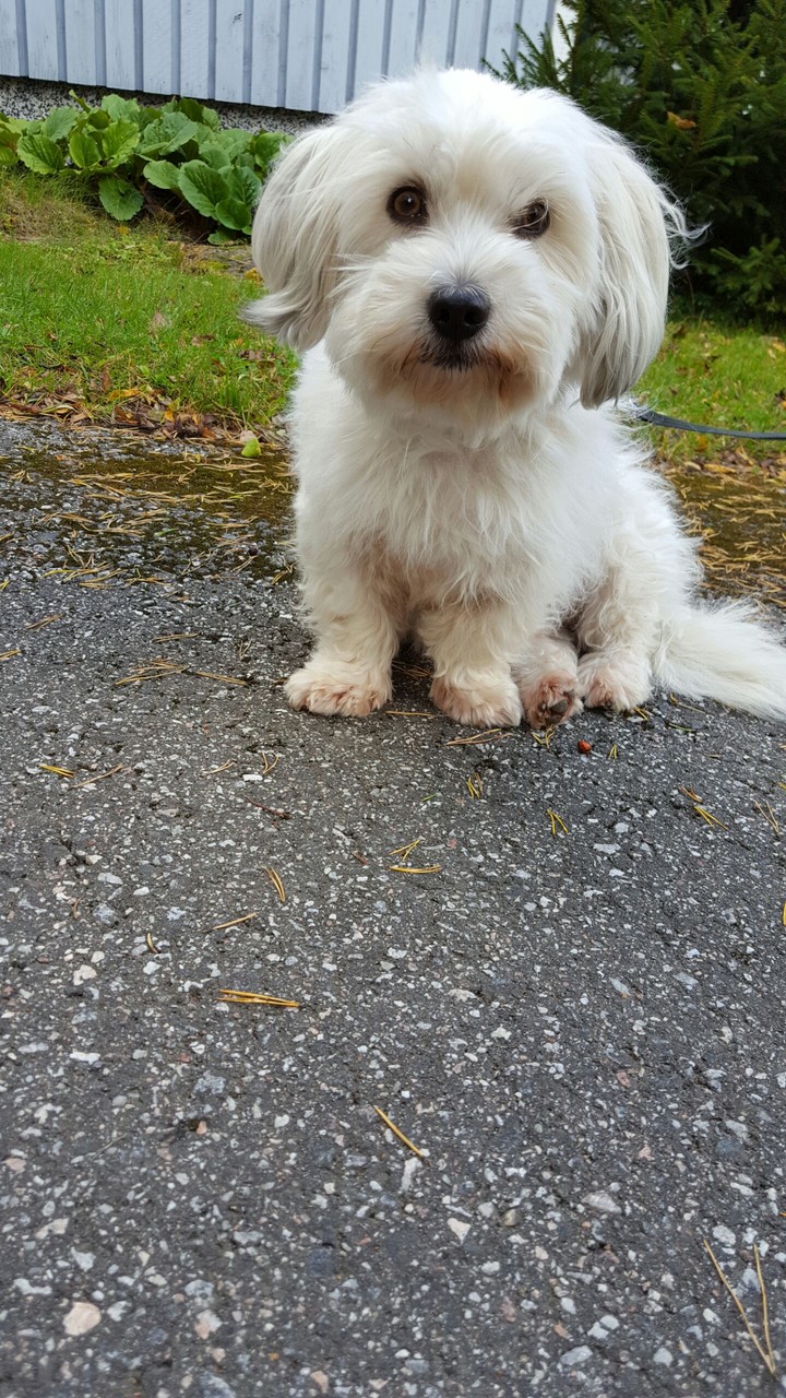 Dog outside