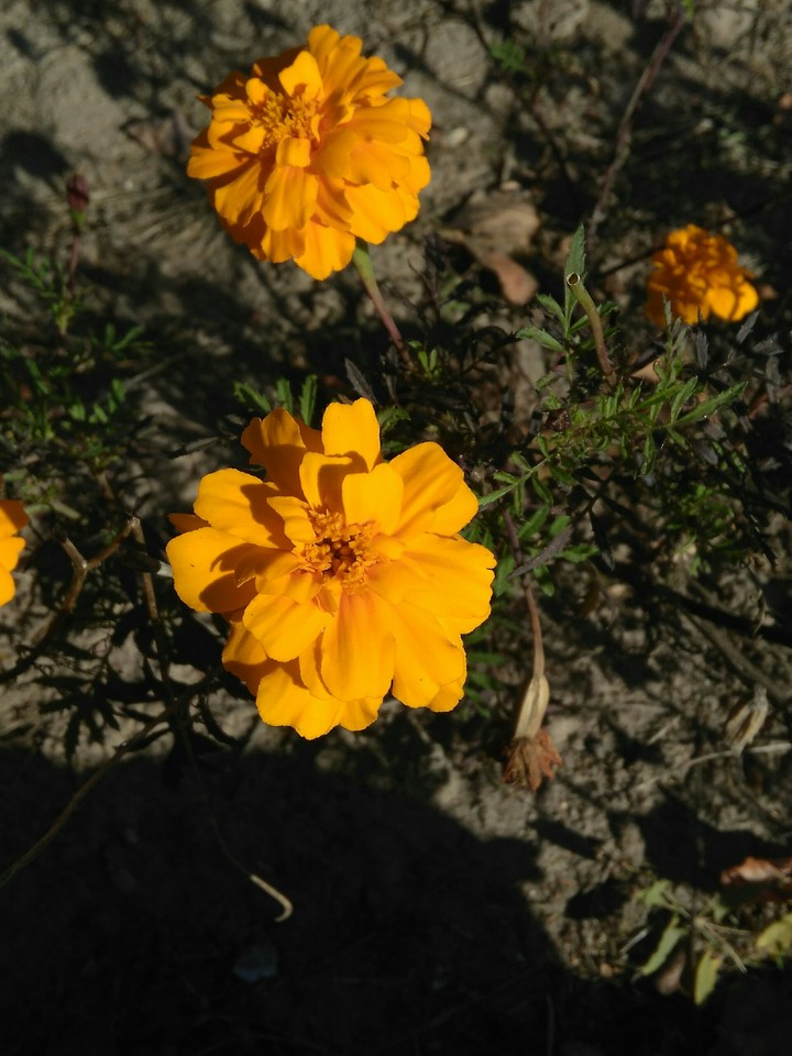 marigold