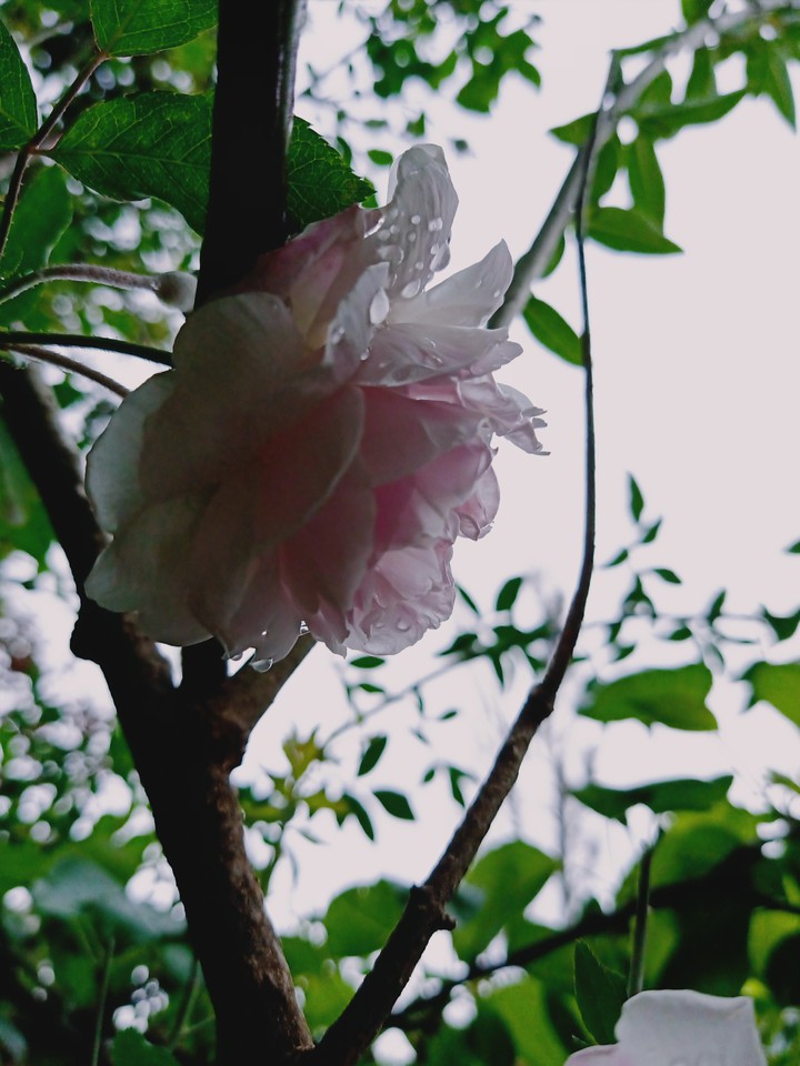 Blossom