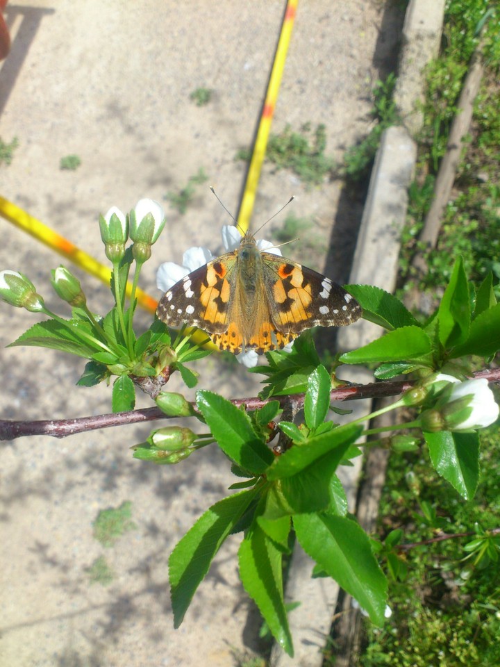 butterfly