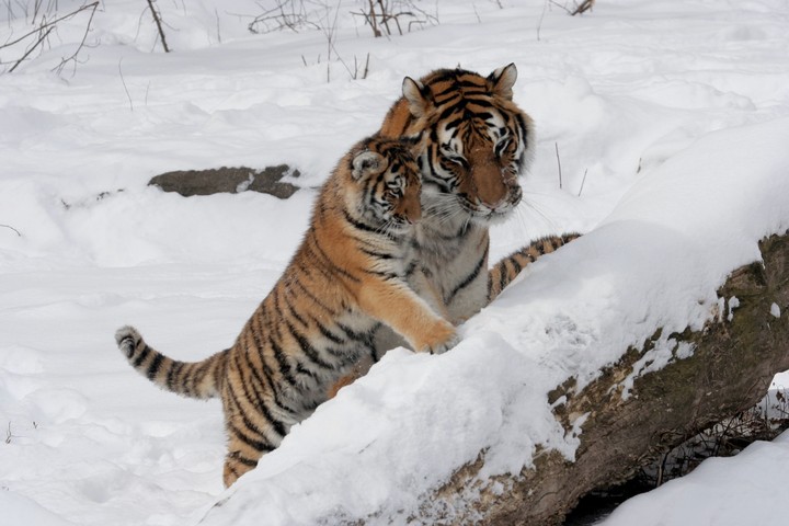 Big cats