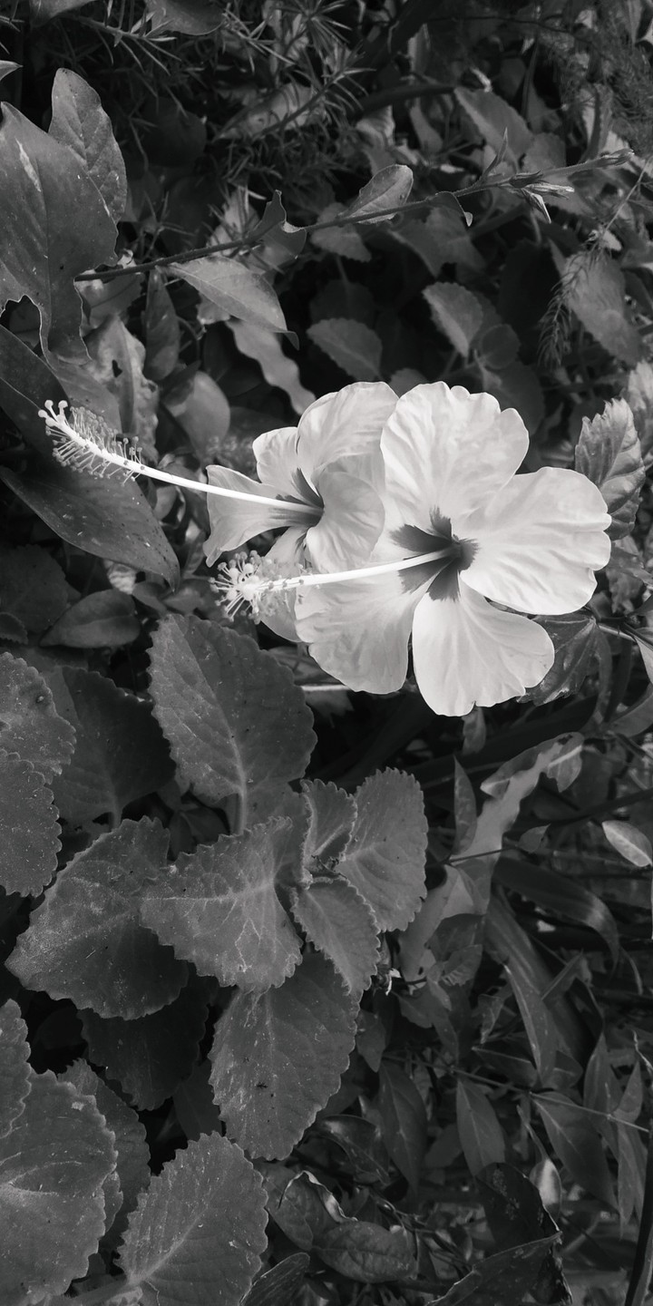 gudhail.....garden