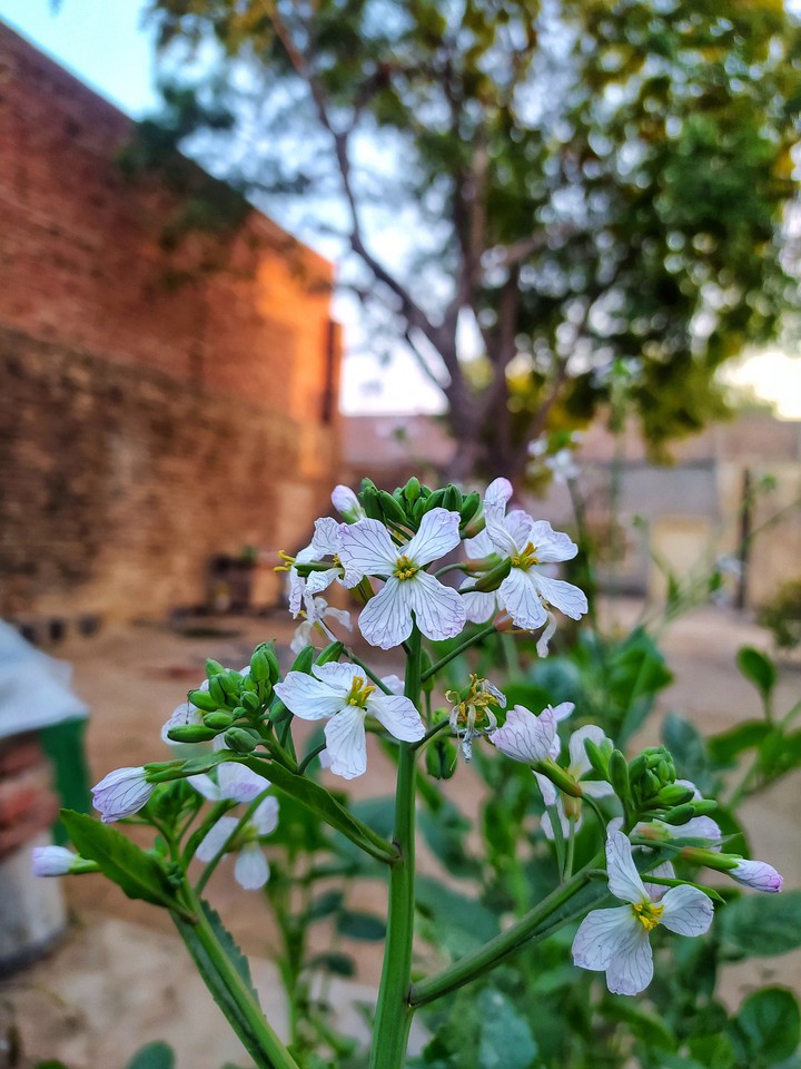 #flower