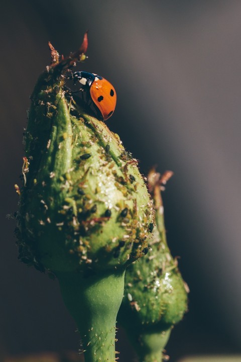 sfondi insect, eye