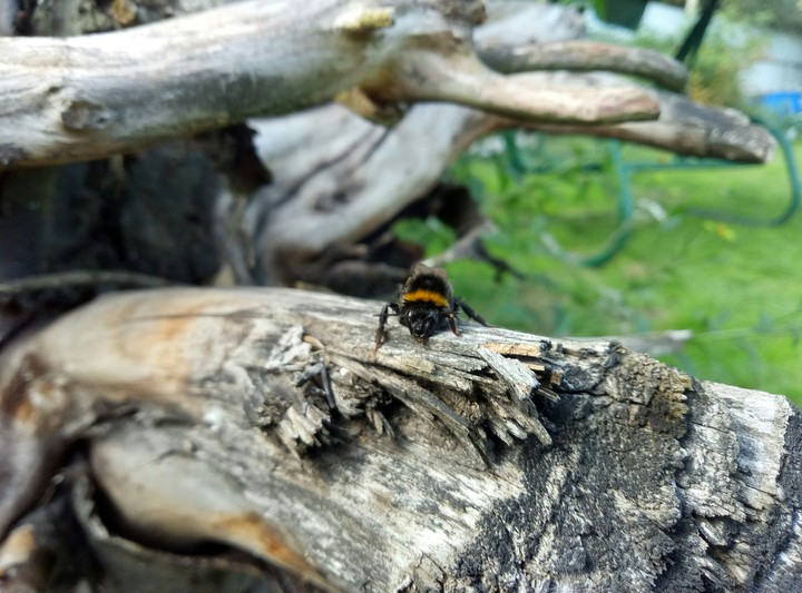bumblebee