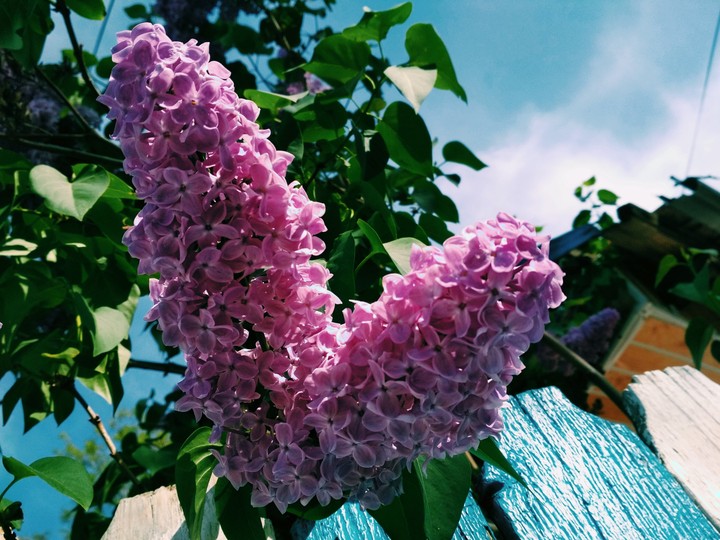Violet