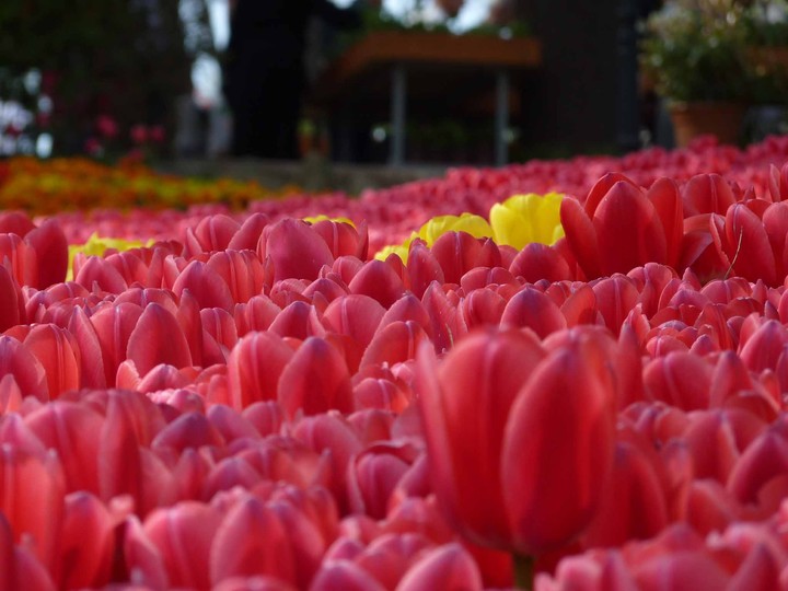 tulip