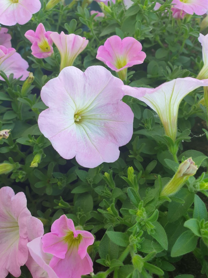 Petunie rosa