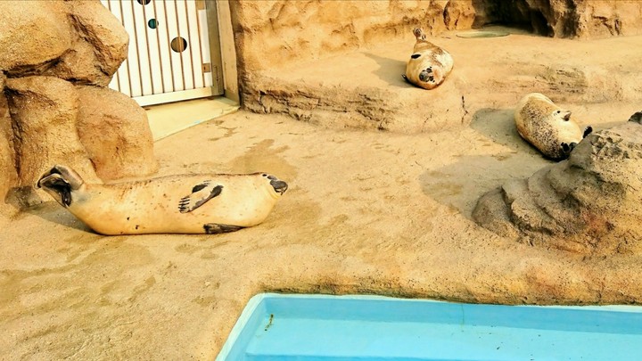 Seal