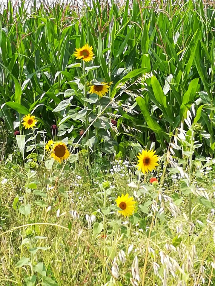 sunflowers