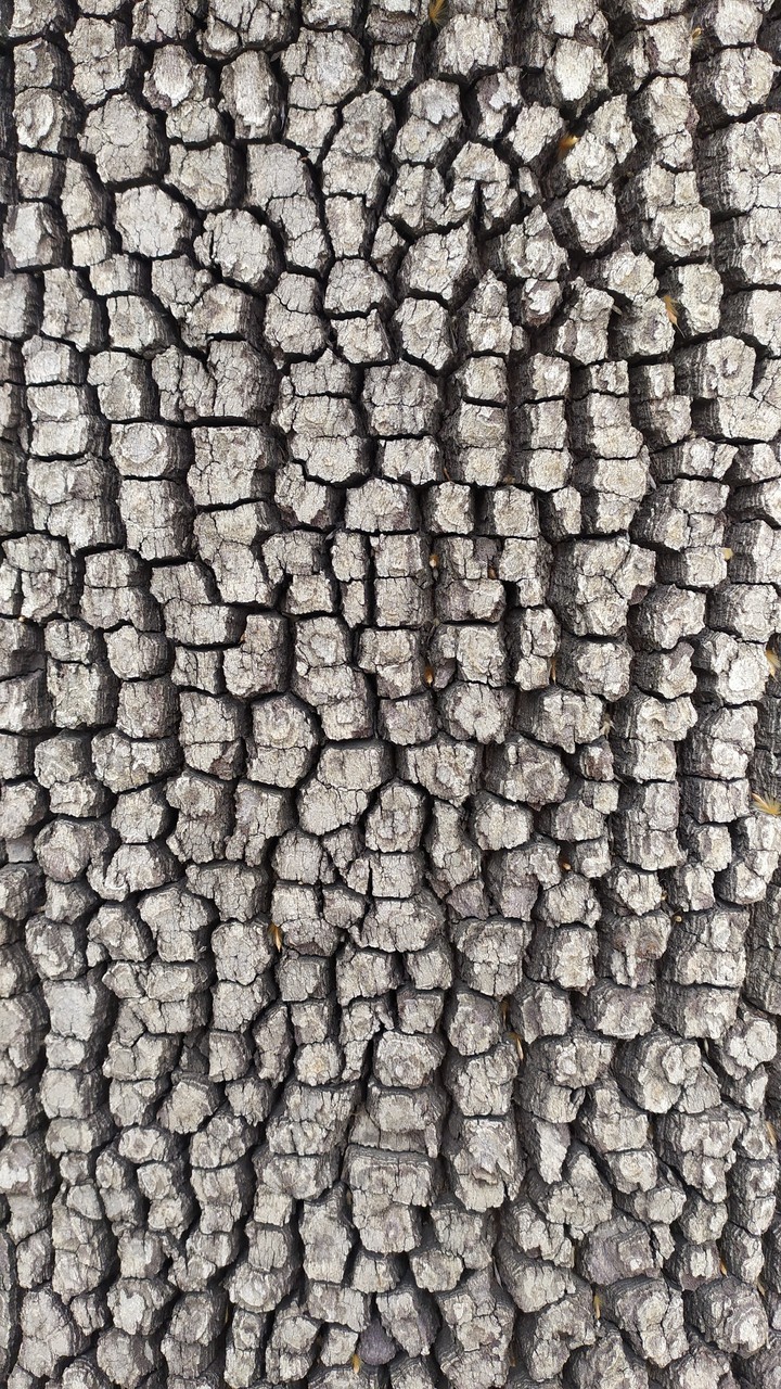 bark