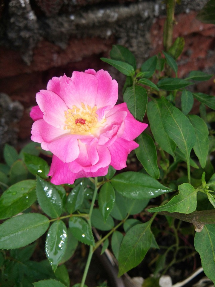 Rose