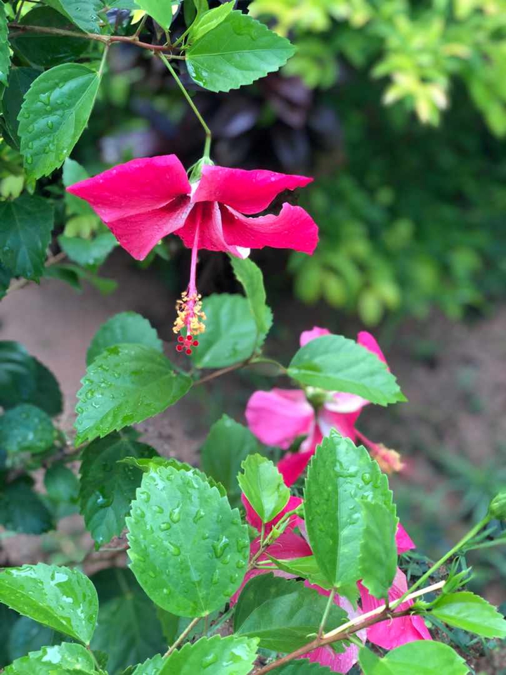 morning pink