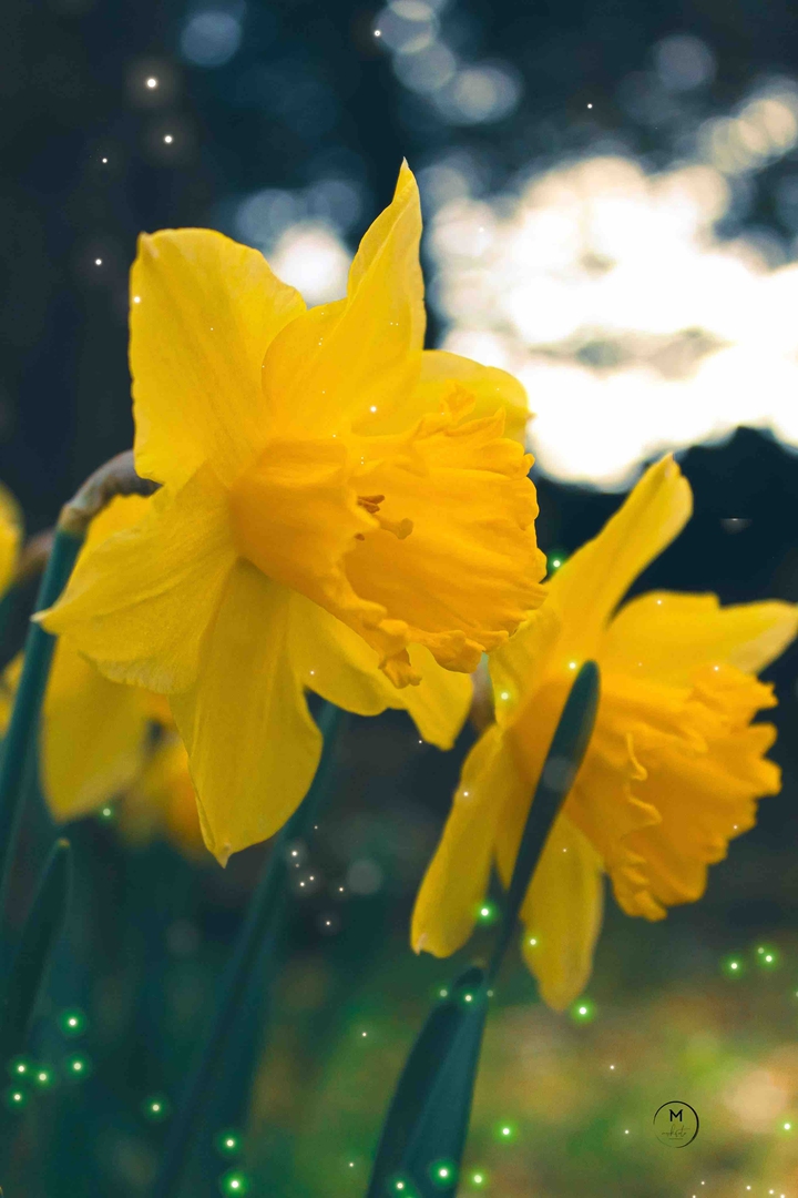 Daffodil