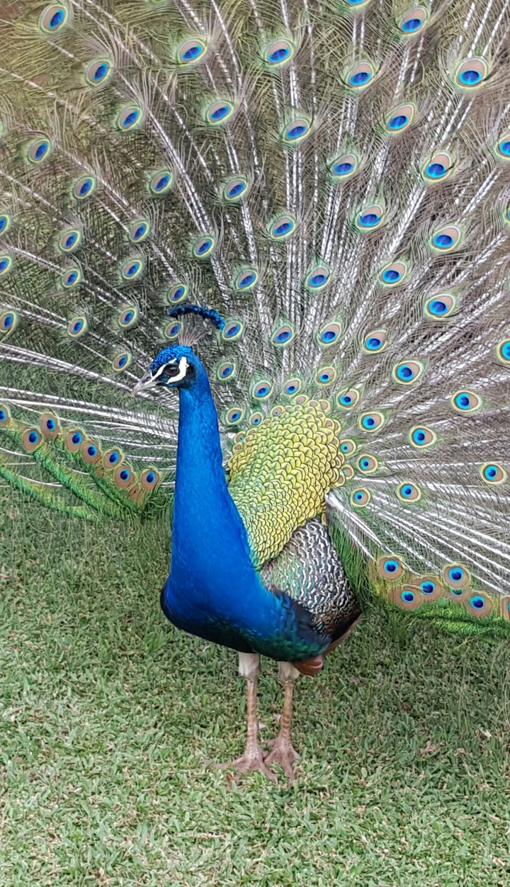 #peacock