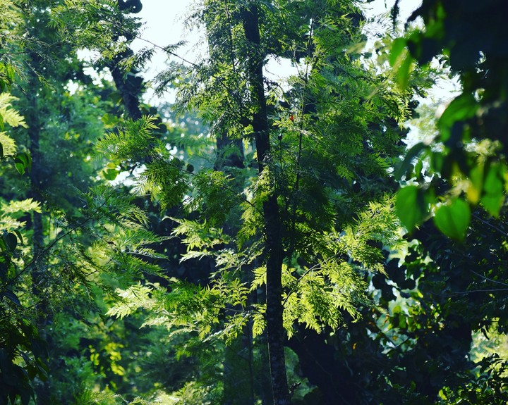 Morning Light On Greens