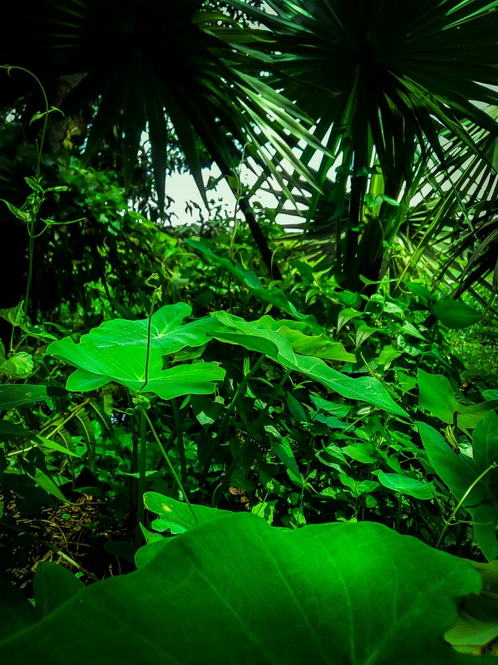 Green Foliage