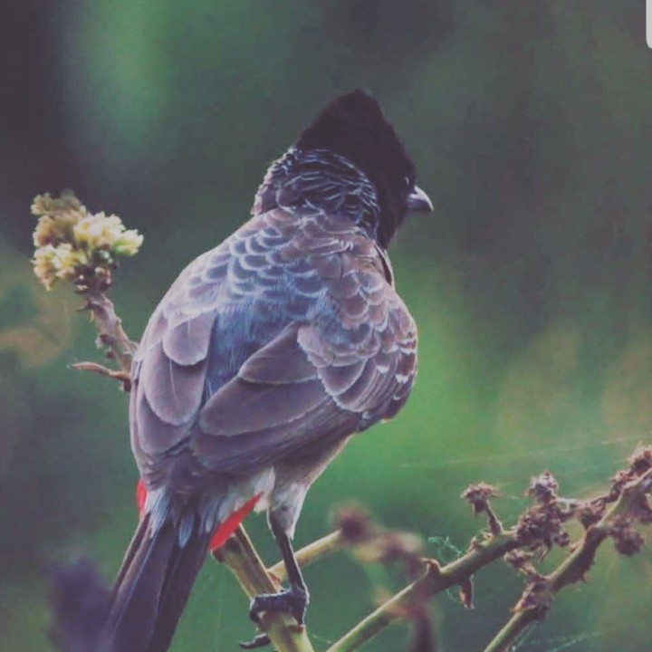 Love#Birds#environment