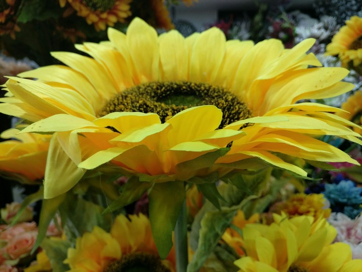 sun-flower