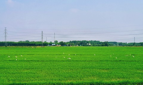 field