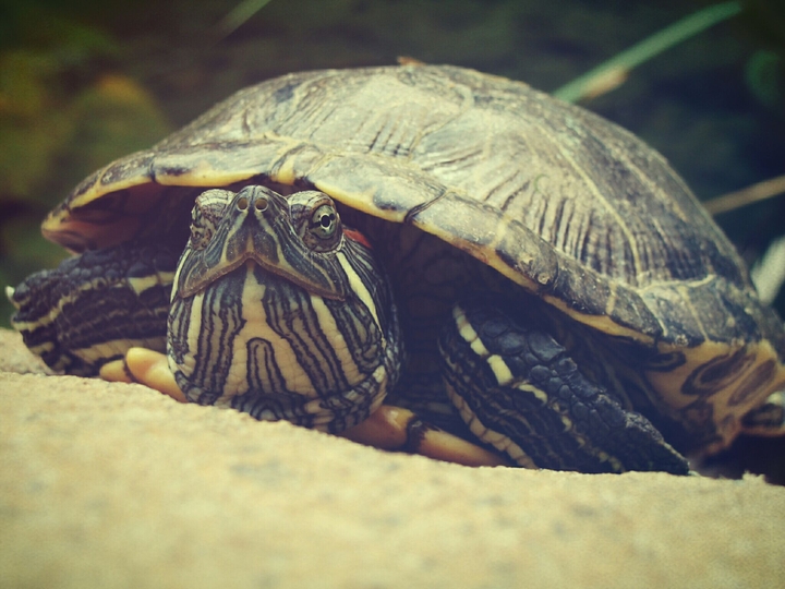 Turtle