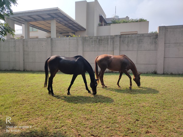 Horse