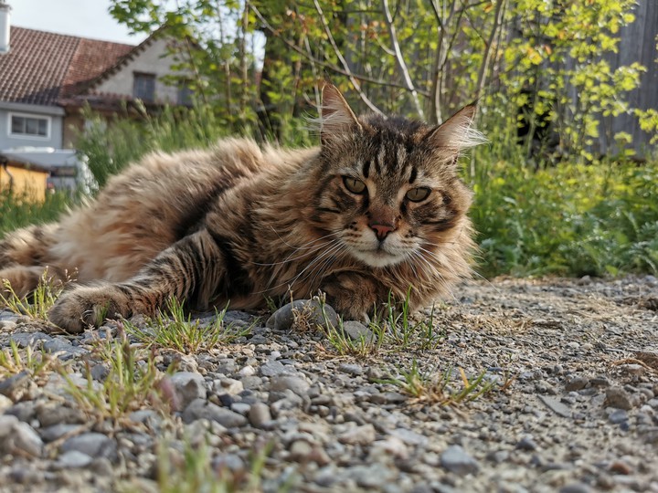 cat
