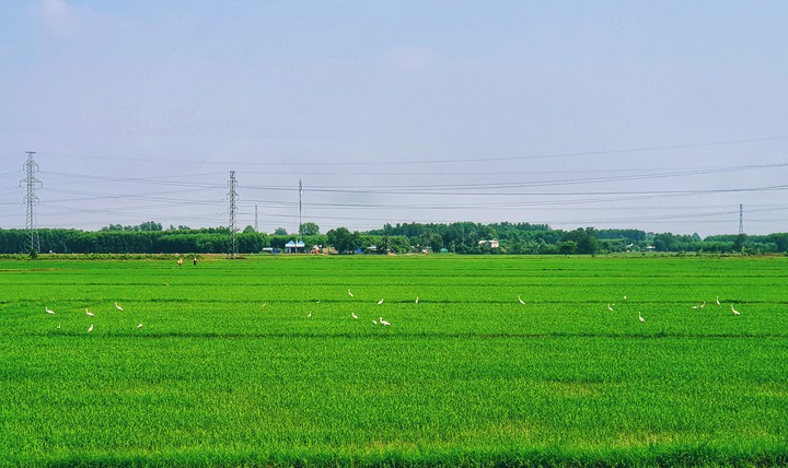 field