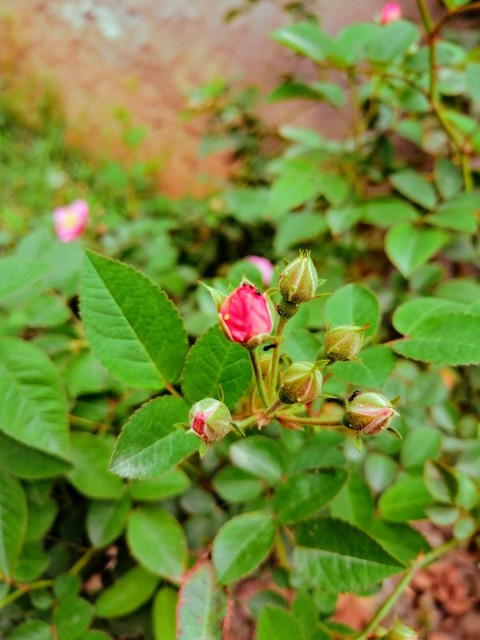 Rose