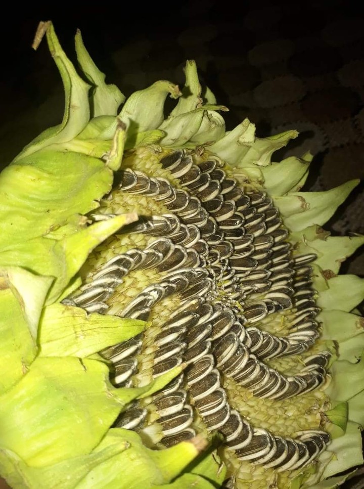 sunflowers