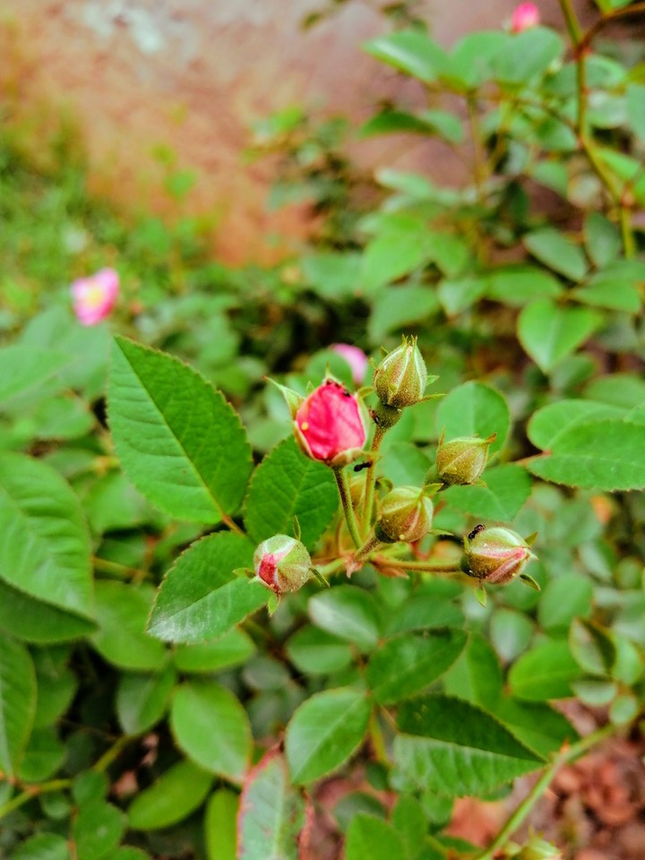 Rose