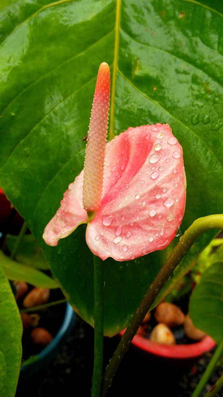 after the rain
