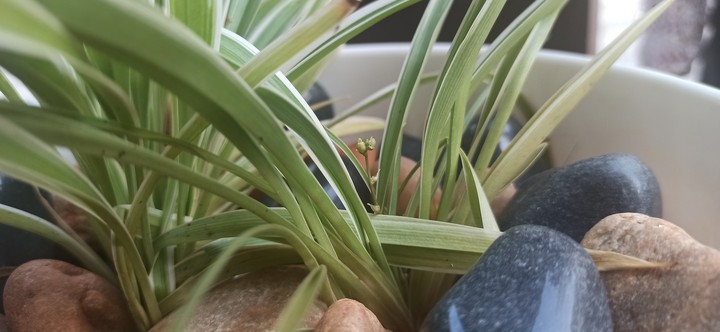 tiny flower