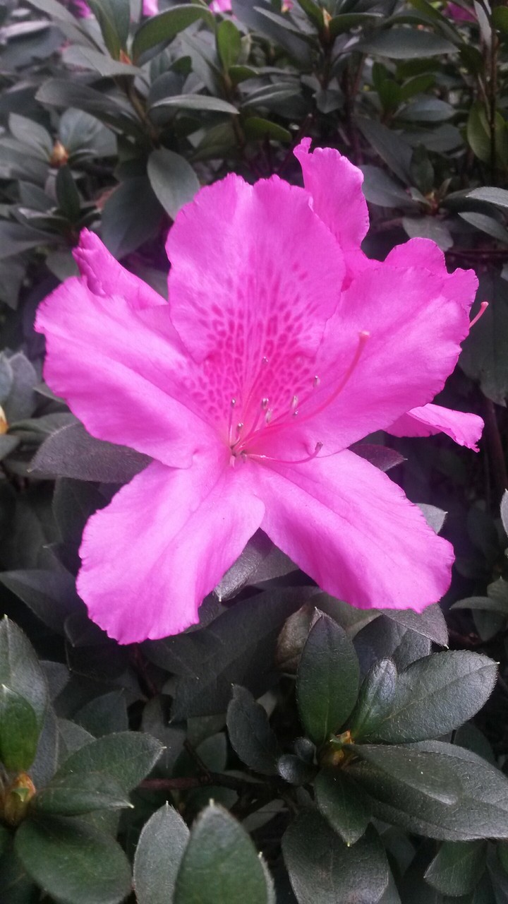 Pink Flower