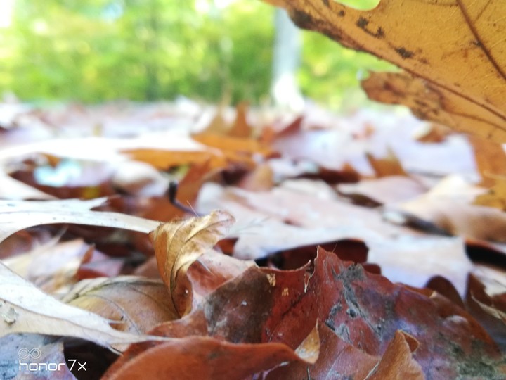 Autum