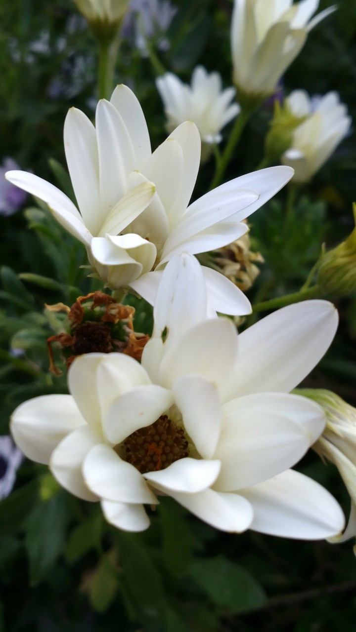 White daisy