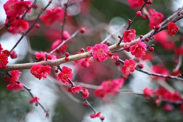 deep pink/red plum blossoms
