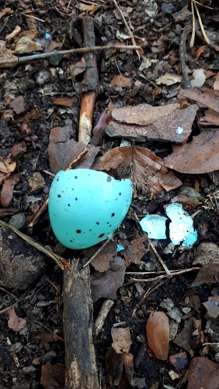 broken birds eggshells