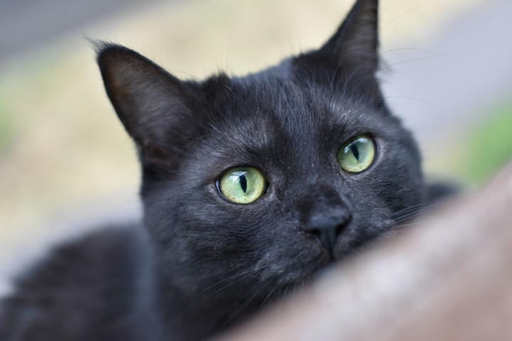 котик