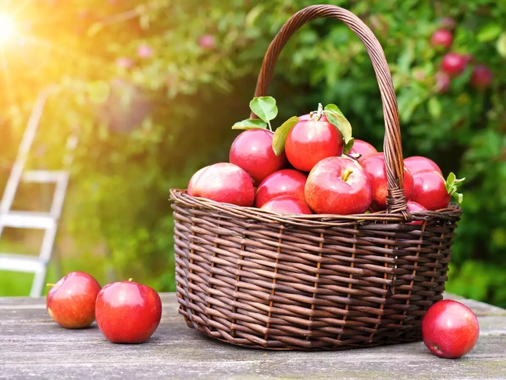 fruit