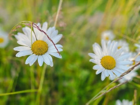 flower, green Hintergrundbilder