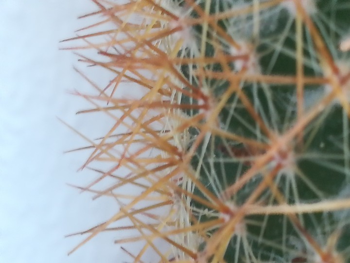 cactus
