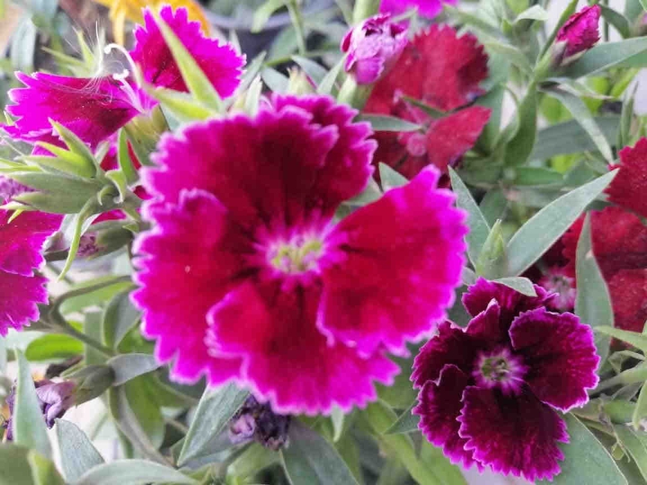 Home garden