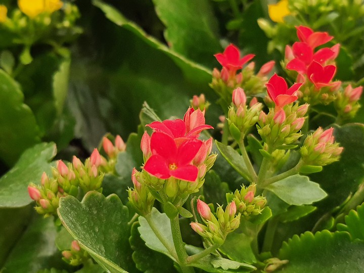 Red Flower