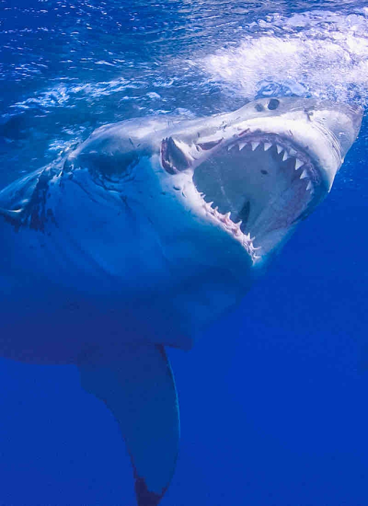 Shark