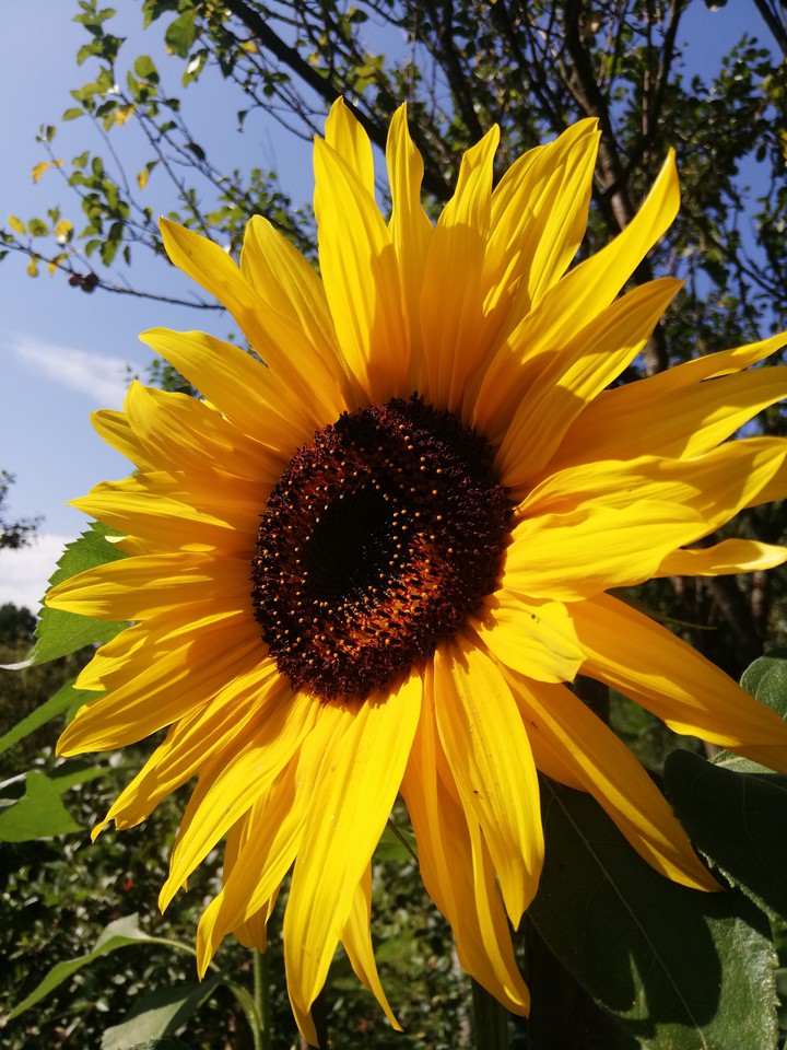 sunflower