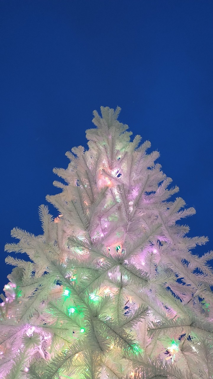 Christmas tree.