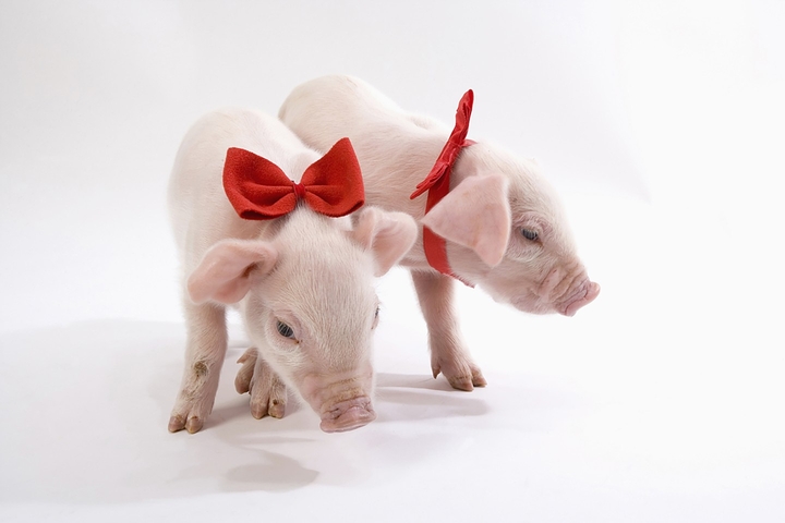 pig
