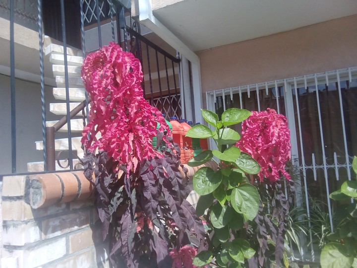 jardin